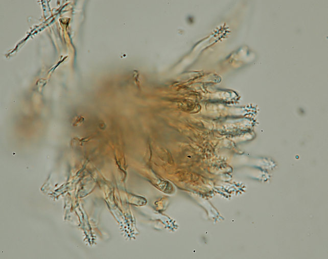 Aphyllphorales 5316 (Xylobolus subpileatus)